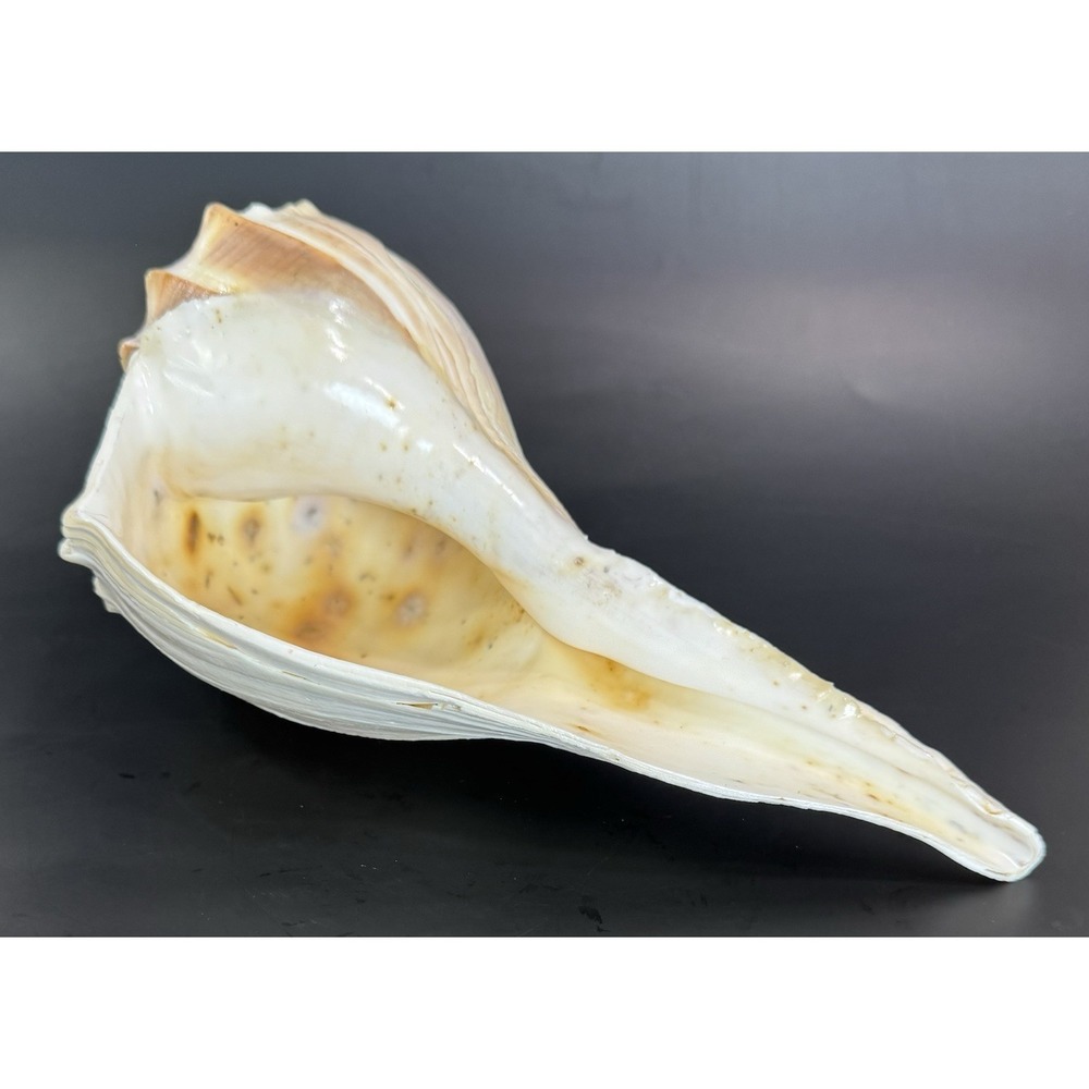 Large 12" Natural Lightning Whelk Shell Coastal Beach Nautical Ocean Decor Left - Picture 10 of 16